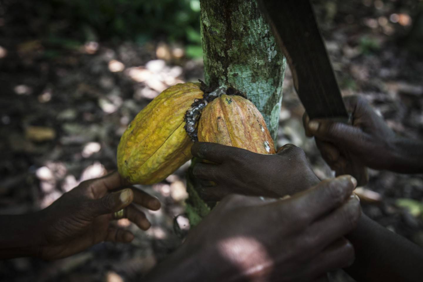 Decisão indica que juízes foram complacentes com Nestlé e Cargill na acusação de uso de mão de obra escrava infantil nas fazendas de cacau da Costa do Marfim.