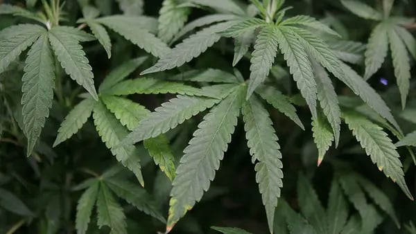 Acciones de cannabis se disparan tras petición de pasarla a categoría de menor riesgodfd