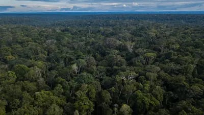Quem comprar o NFT da Amazônia da Moss vira proprietário de um hectare - aproximadamente o tamanho de um campo de futebol - do terreno da floresta. Foto: Dado Galdieri/Bloomberg