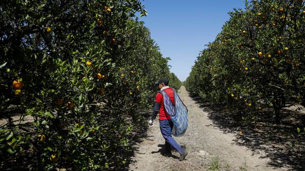 Citrus Disease in Florida Stalks Brazil’s Crop, Pressures Orange Juice Prices dfd