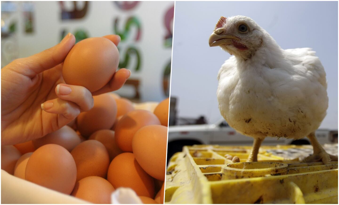 Perú aprueba exonerar IGV a pollo, huevos y pan: ¿Qué impacto tendrá la propuesta?