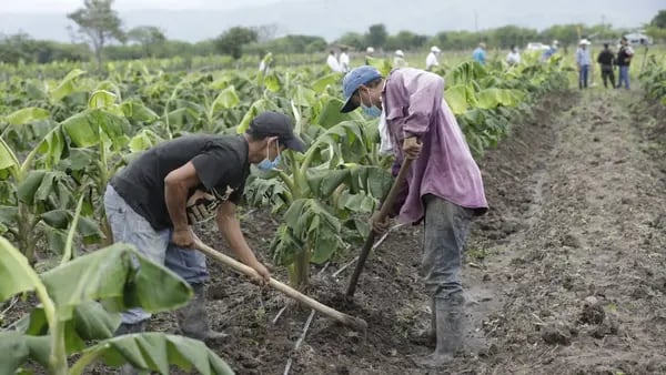 El poblado hondureño de 4.300 personas que desarrolla el agro con nuevas técnicasdfd