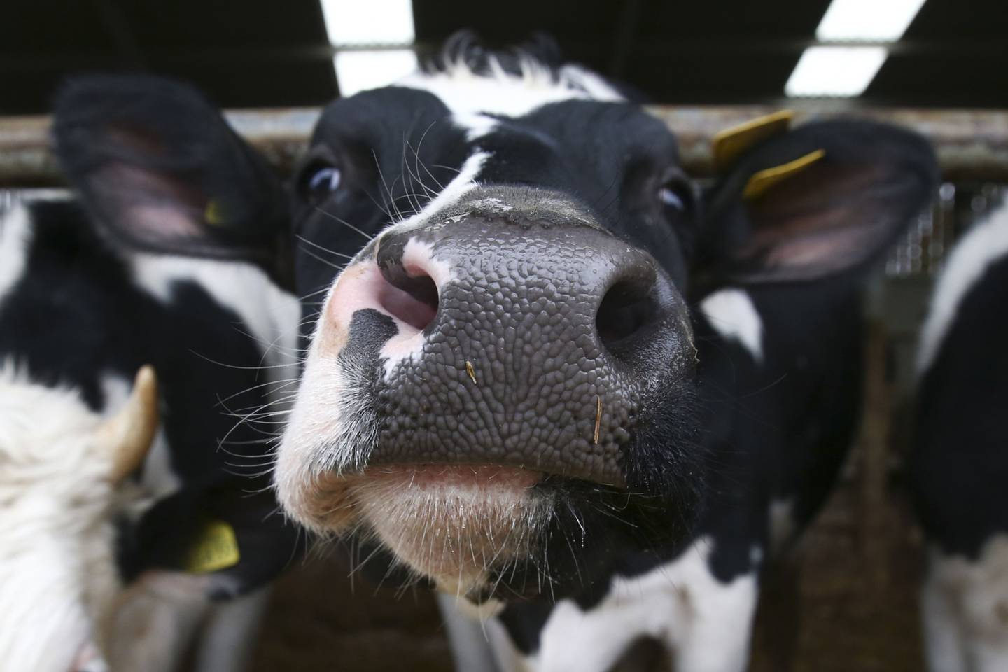 Una vaca lechera en una granja de Hertfordshire, Reino Unido, el viernes 21 de febrero de 2020.
