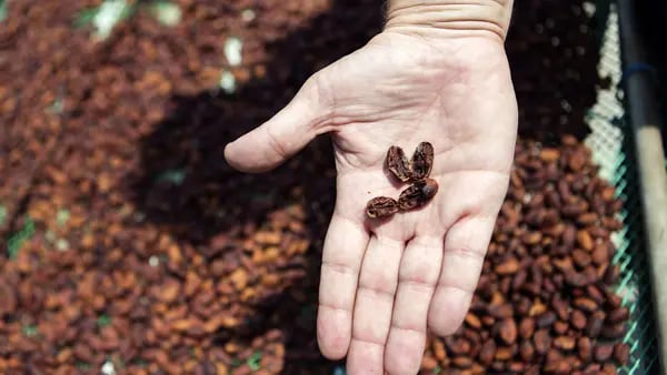 Por qué los precios del cacao están oscilando de forma tan agresiva y qué se puede esperardfd