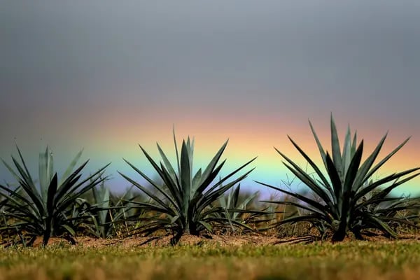 Blue agaves, the plant from which tequila is distilled.