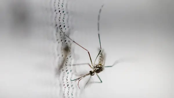 ¿Hasta cuándo durará la crisis del dengue y mosquitos en Latinoamérica? Esto dicen los expertosdfd