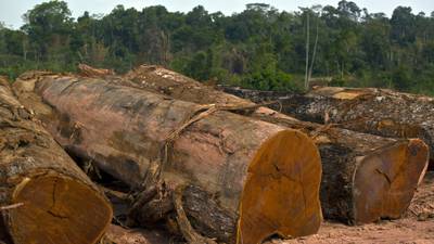 Brasil pede ajuda dos EUA para combater comércio ilegal de madeira na Amazôniadfd
