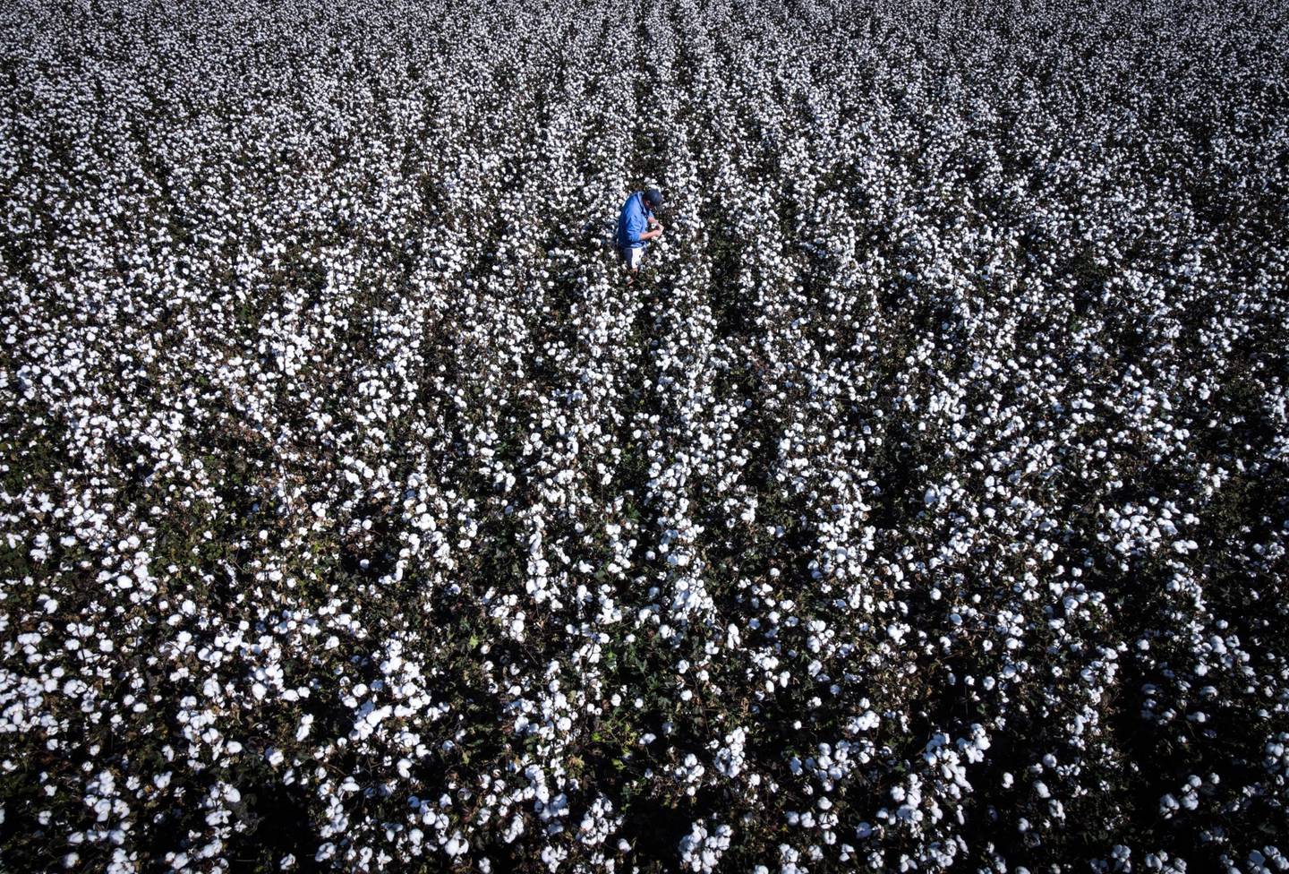 Un agricultor inspecciona plantas de algodón en un campo.dfd