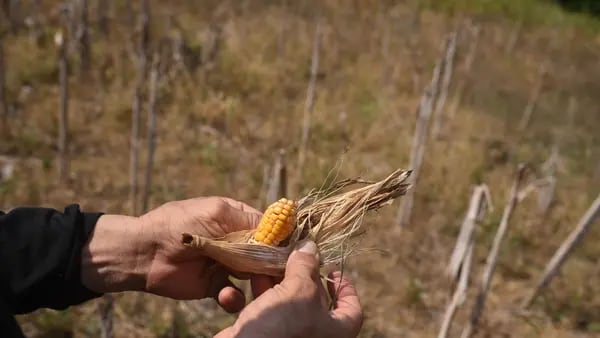 Fenómeno de El Niño: así golpea a los cultivos, los precios y la alimentación en LatAmdfd