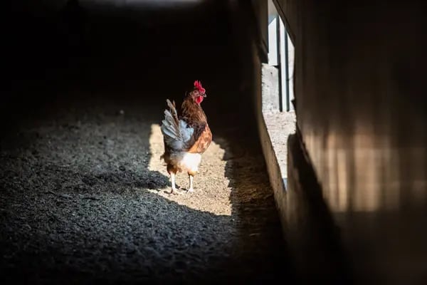 Una gallina en la granja de huevos ecológicos OiloBide de Ordua, en la provincia española de Bizkaia, el jueves 26 de agosto de 2021.