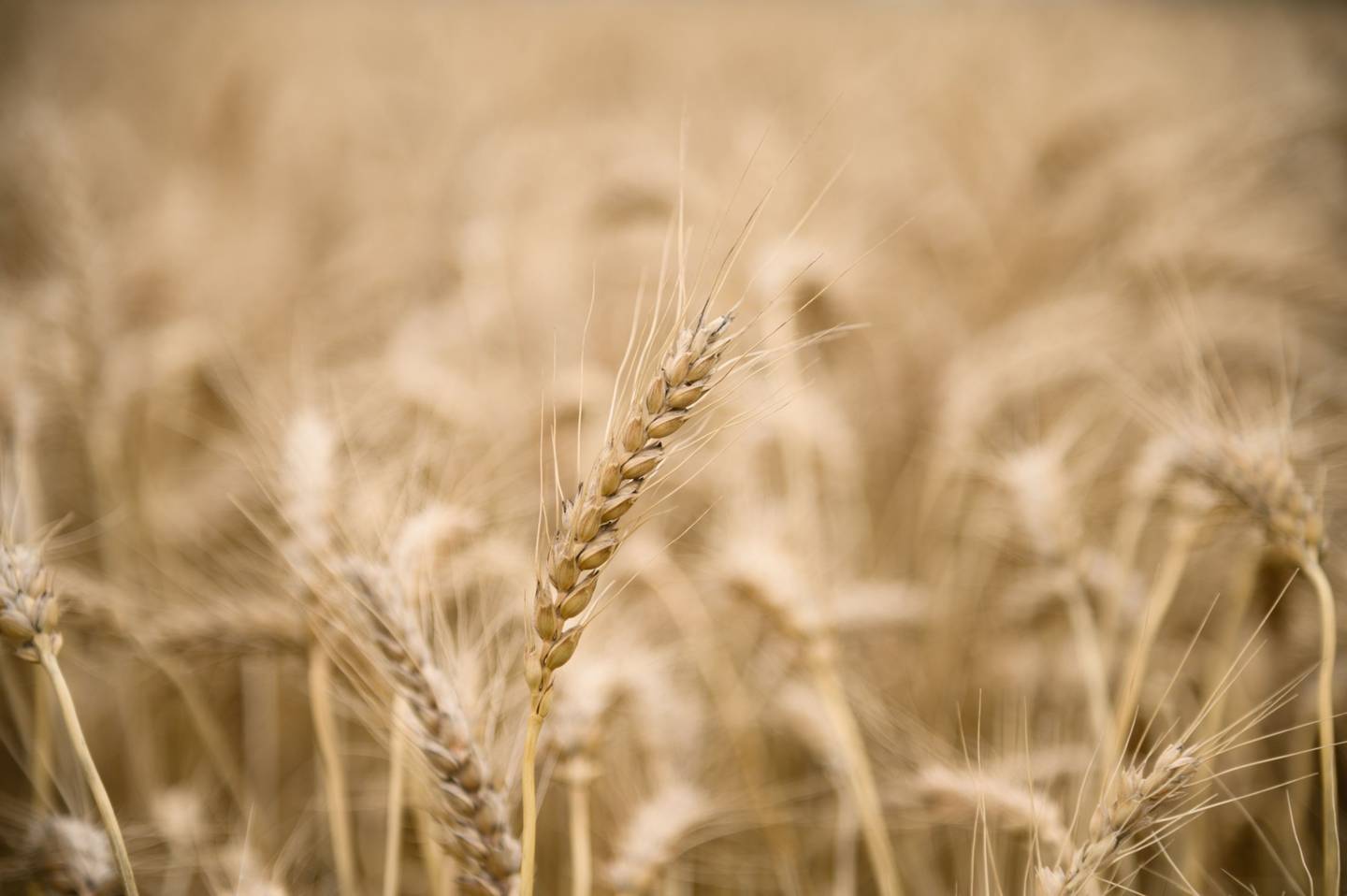 El trigo crece en un campo en Kumagaya, prefectura de Saitama, Japón, el jueves 16 de junio de 2022.