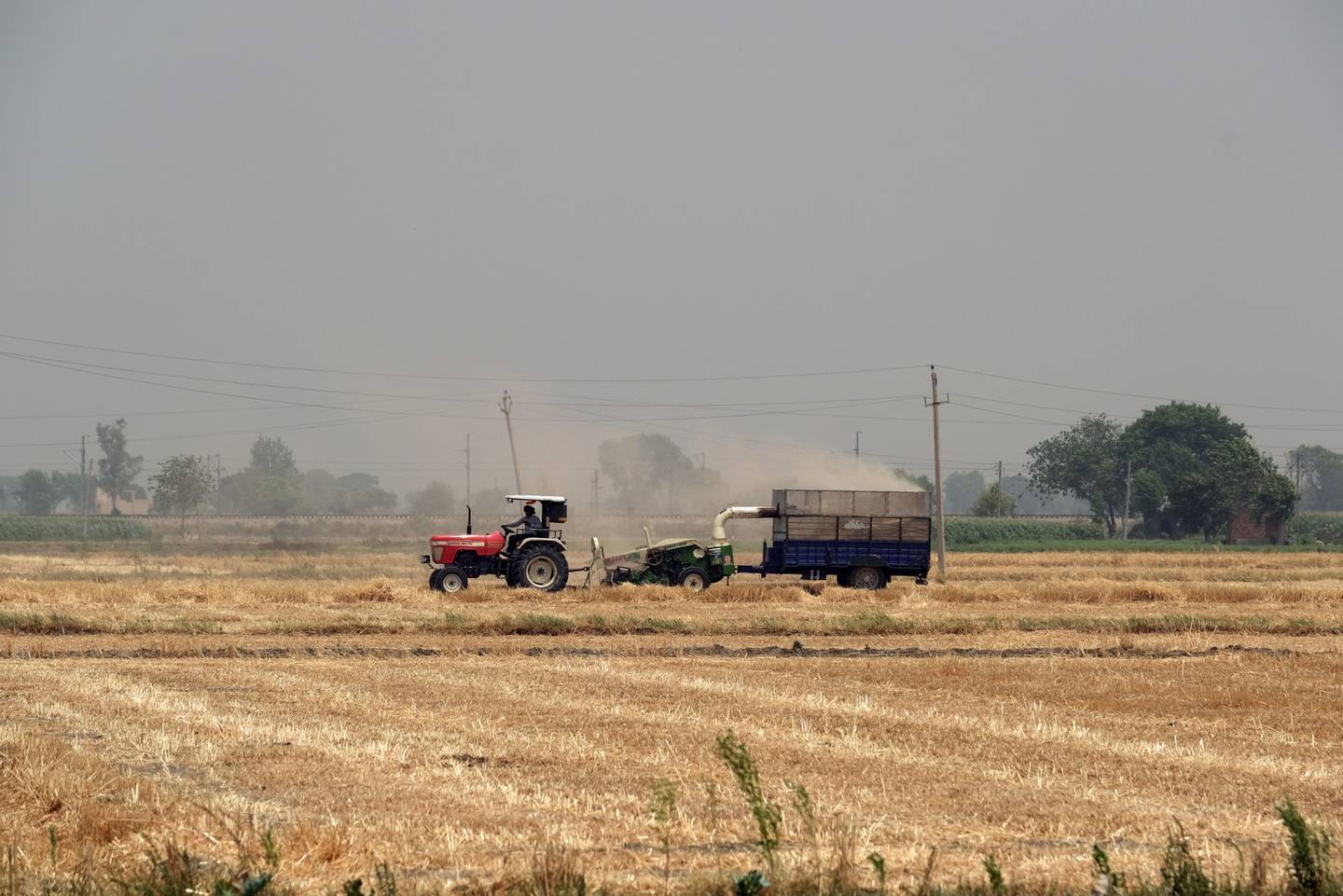 Una granja de trigo en el distrito de Ludhiana de Punjab, India, el domingo 1 de mayo de 2022.