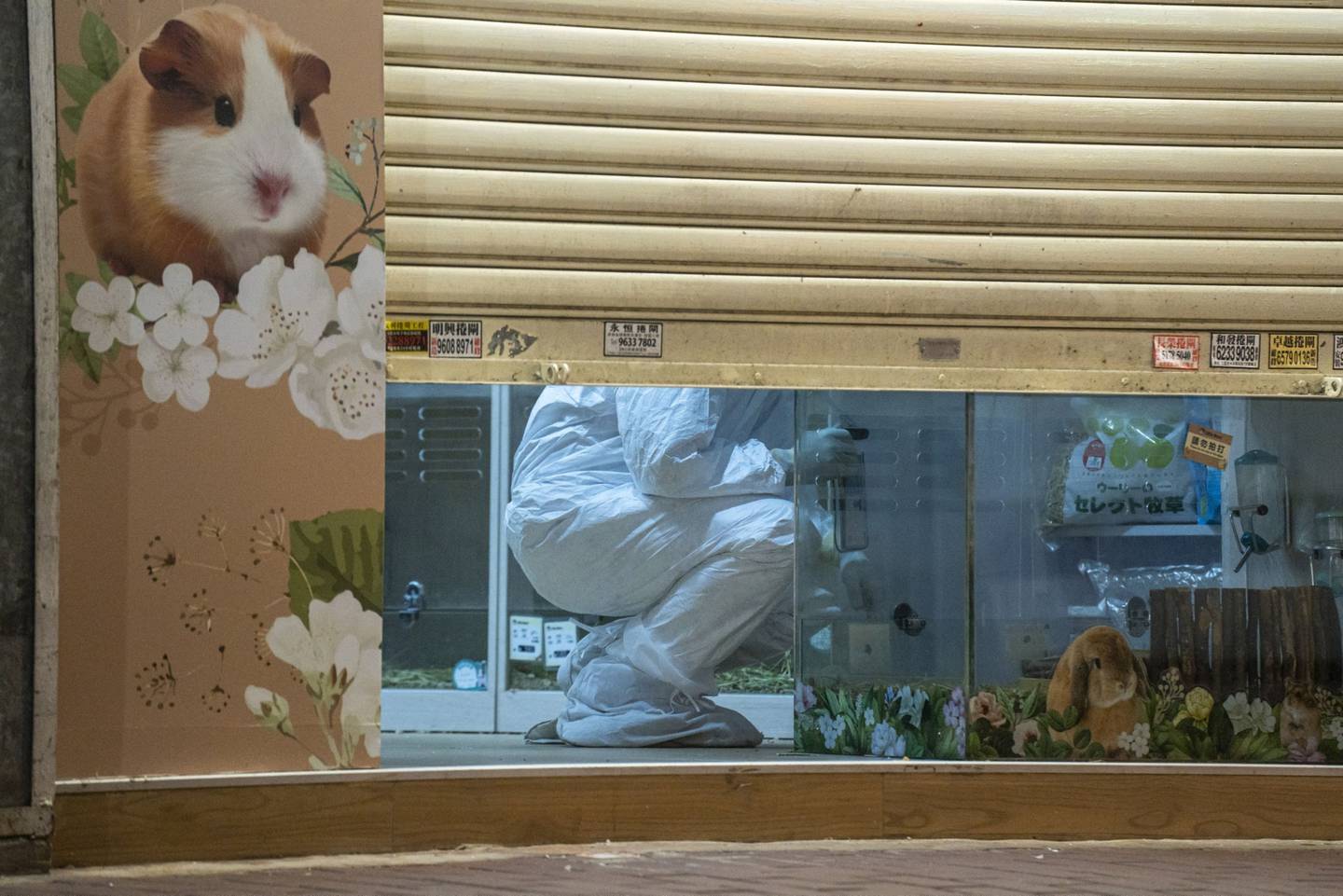 Pet shop foi o local em que foram identificados os casos de covid em hamsters