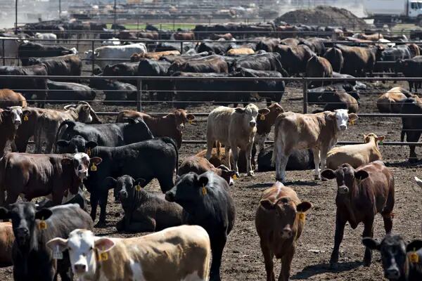 Limitações impostas pelo governo argentino às exportações de carne bovina ainda não geraram resultados sobre a inflação, apenas conteve os preços no curto prazo