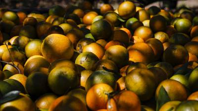 Futuros del jugo de naranja suben por segundo día ante la llegada del huracán Iandfd