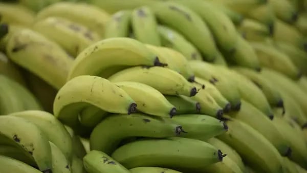 El banano de Ecuador, al borde de una feroz crisis por el cierre de mercadosdfd