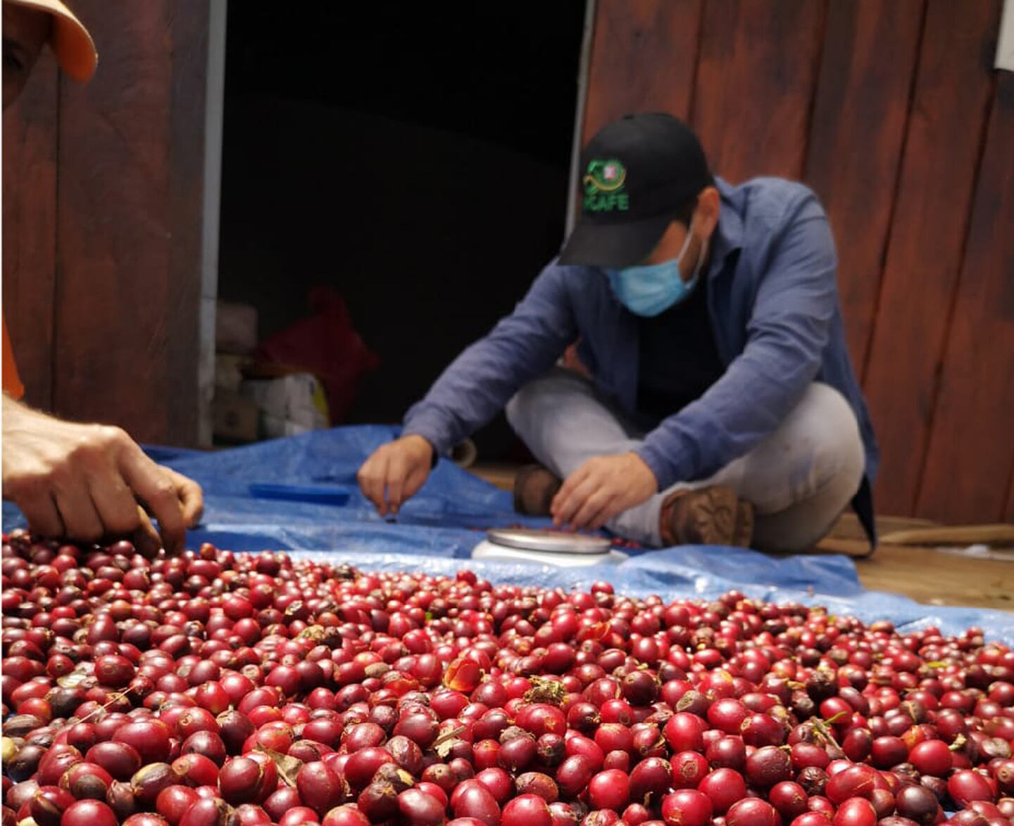 La producción nacional de café está presente en 210 de los 298 municipios.