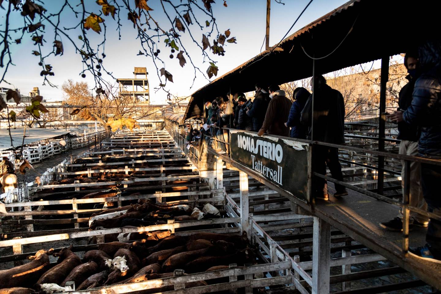 Los compradores inspeccionan el ganado en las 84 hectáreas de Liniers, que es un trozo de la Argentina rural y tradicional dentro de los límites de una capital que se está modernizando. Fotógrafa: Anita Pouchard Serra/Bloombergdfd