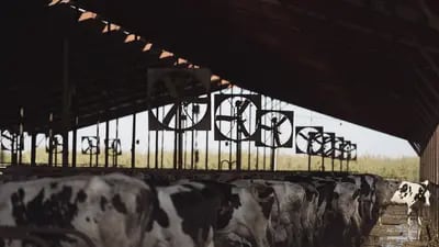 Vacas