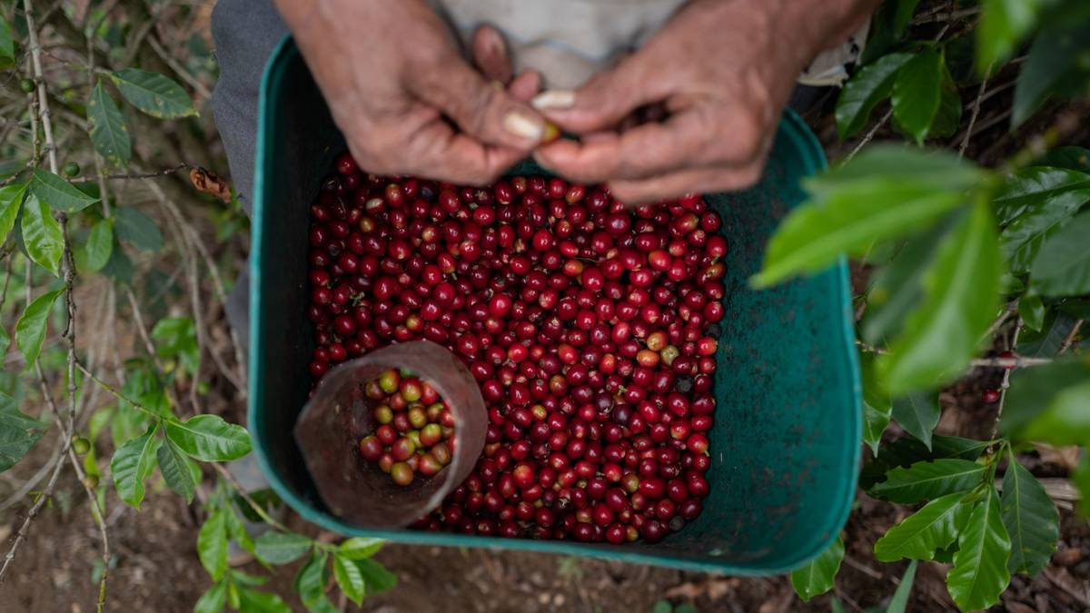Produção de café do Brasil fica aquém do esperado