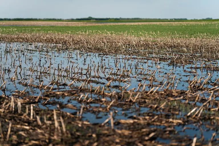 Un campo inundado de cultivos de maíz en una granja de Dakota del Norte. Fotógrafo: Ben Brewer/Bloombergdfd