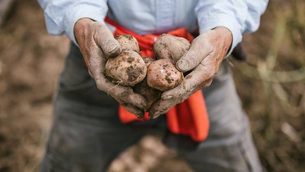 Agro colombiano conquista al mundo: sus exportaciones son las más altas en 27 añosdfd