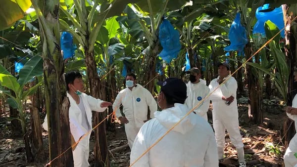 Honduras implementa proyecto de monitoreo satelital para prevenir Foc R4T en bananodfd