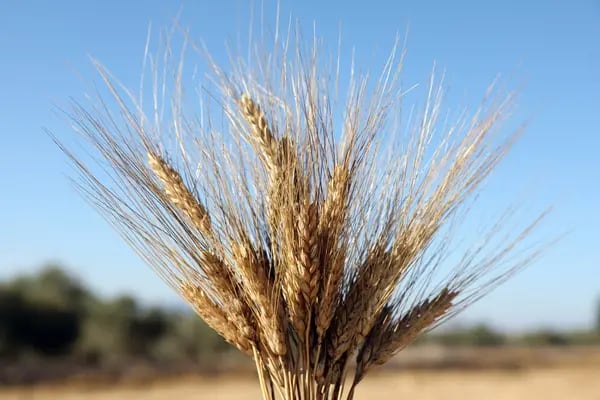 Espigas de trigo durante una cosecha de verano en una granja en Nabatieh, Líbano, el miércoles 13 de julio de 2022.