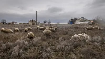 Sheep graze among the ruins of the largely deserted community of Solkovye, on the road to Crimea in the Henicheskyi region of Kherson Oblast on Jan. 19.