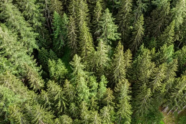 Bosque aplino en Austria