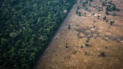 La vegetación sana se encuentra junto a un campo calcinado por el fuego en la selva amazónica del estado de Rondonia, Brasil. Fotógrafo: Leonardo Carrato/Bloomberg