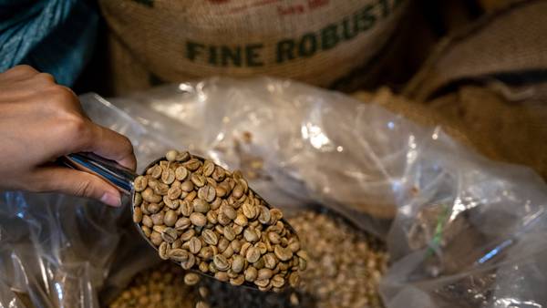 Café robusta alcanza un récord; El Niño agrava el temor sobre niveles de ofertadfd
