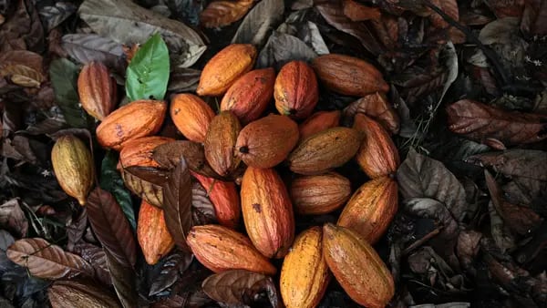 Oro, cacao y petróleo: cuatro hechos y un mapa clave para tener en cuenta esta semanadfd