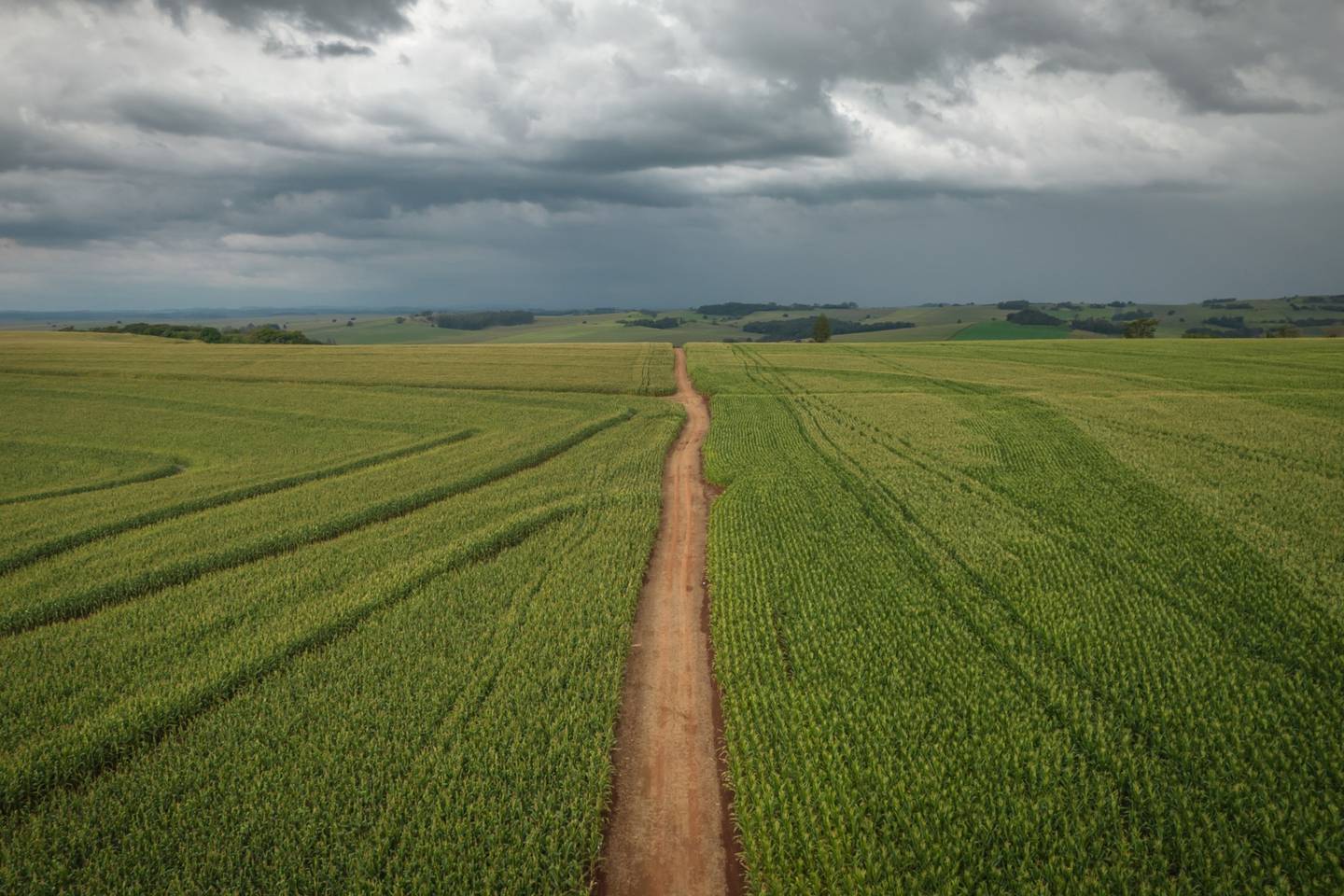 Campos de maíz en una granja cerca de Londrina, estado de Paraná, Brasil, el lunes 30 de mayo de 2022.