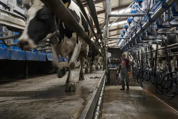 Foto de uma instalação de produção de leite. Em primeiro plano, uma vaca em movimento