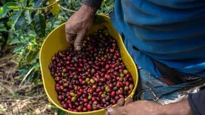 Un trabajador recoge cerezas de café durante una cosecha en Fredonia, departamento de Antioquia, Colombia.