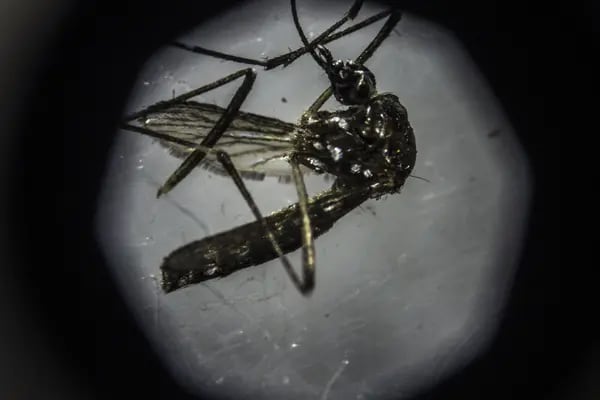 Un mosquito Aedes aegypti visto bajo un microscopio en Brasil.