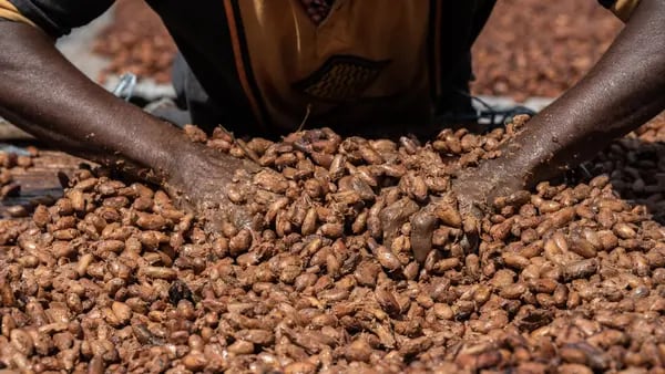 El cacao está más caro que el cobre: el precio supera los US$9.000dfd