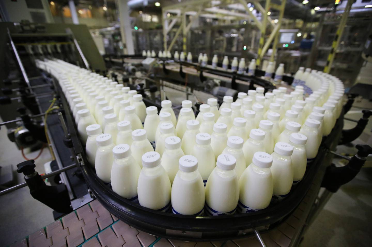 Botellas de leche pasteurizada pasan a lo largo de una cinta transportadora antes de su envasado.