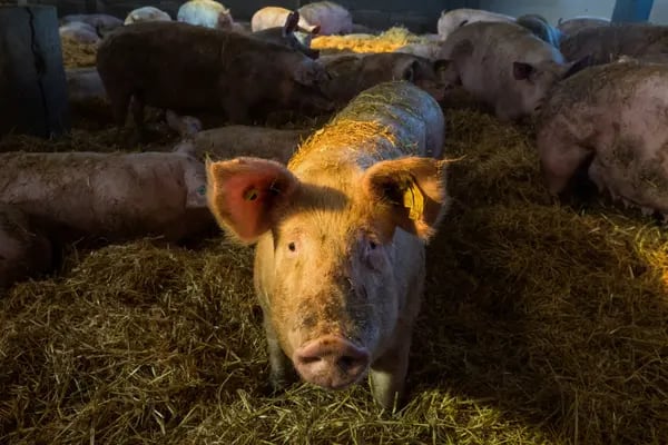 Uno de los productos que más ingresan de contrabando en Guatemala es el cerdo ya sea vivo en pie o como producto congelado. (Foto con fines ilustrativos: Chris Ratcliffe/Bloomberg)
