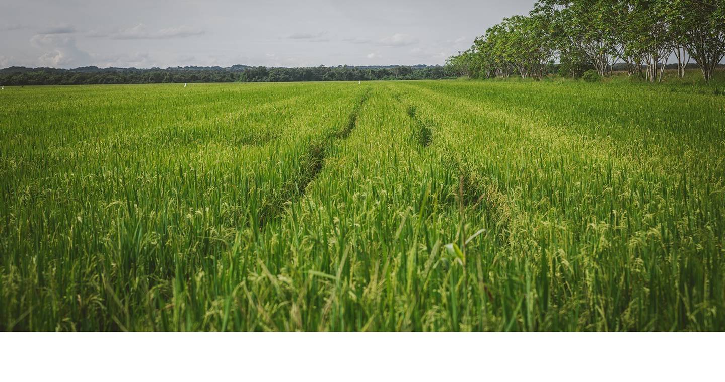Se espera que la cosecha de arroz en Colombia sea de 1,92 millones de toneladas en el segundo semestre de 2021. Foto: Ministerio de Agricultura.