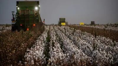 Receita com a venda de algodão da BrasilAgro cresceu mais de 400% no trimestre