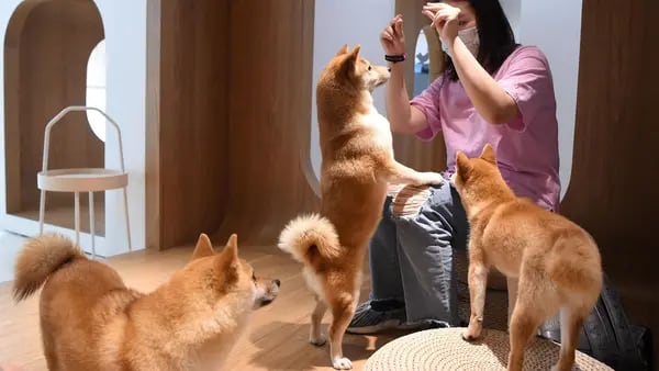 Un Shiba Inu (el perro, no la cripto) fue vendido en China por US$25.000dfd