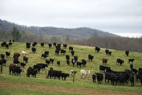 Criação de gado nos EUA
