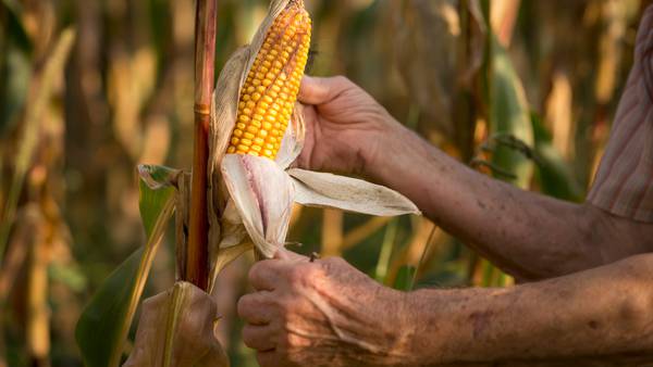 AMLO publica nuevo decreto sobre maíz transgénico ante inminente disputa con EE.UU.dfd