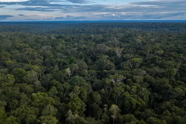 Whoever buys Moss' Amazon NFTs becomes the owner of one hectare - 2.47 acres, about the size of a soccer field - of rainforest. Photo: Dado Galdieri/Bloomberg