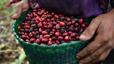 Granos de café recogidos a mano durante la cosecha.
