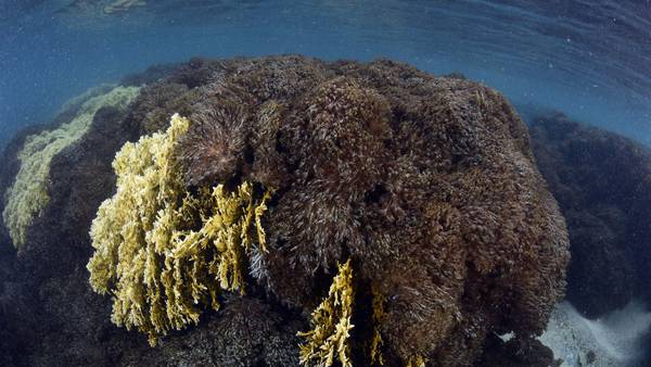 Unomia, the Killer Coral that Suffocates Reefs Off Venezuela’s Caribbean Coastdfd