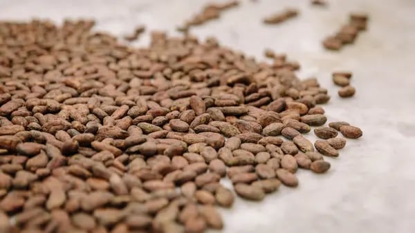 El precio del cacao se duplica desde principios de 2024 y prolonga su rally históricodfd