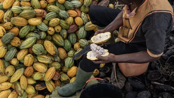Cultivo del cacao atrae nuevos capitales y Brasil se dispone a reactivar sus exportacionesdfd